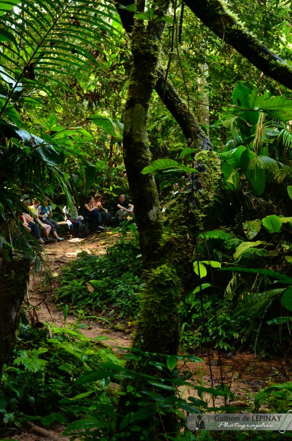 Maison dans les arbres - Trek jungle Laos- Gibbon Experience Laos Bokeo
