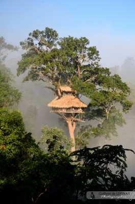 Maison dans les arbres - Trek jungle Laos- Gibbon Experience Bokeo