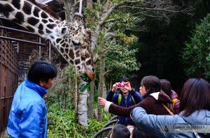 Girafe et japonais - Zoo de Matsuyama - Japon