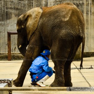 Elephanteau et son soigneur - confiant ! - Zoo de Matsuyama - Japon