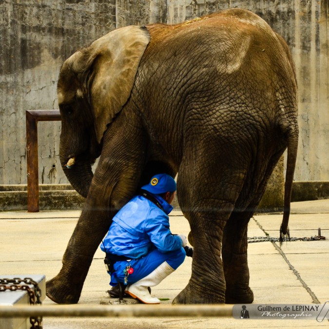 Elephanteau et son soigneur - confiant ! - Zoo de Matsuyama - Japon - photos zoo Japon