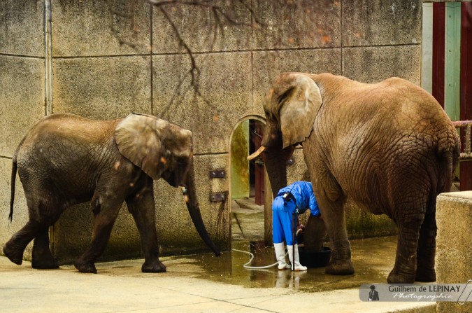 Deux des trois éléphants et leur soigneur - Zoo de Matsuyama - Japon - photos zoo Japon