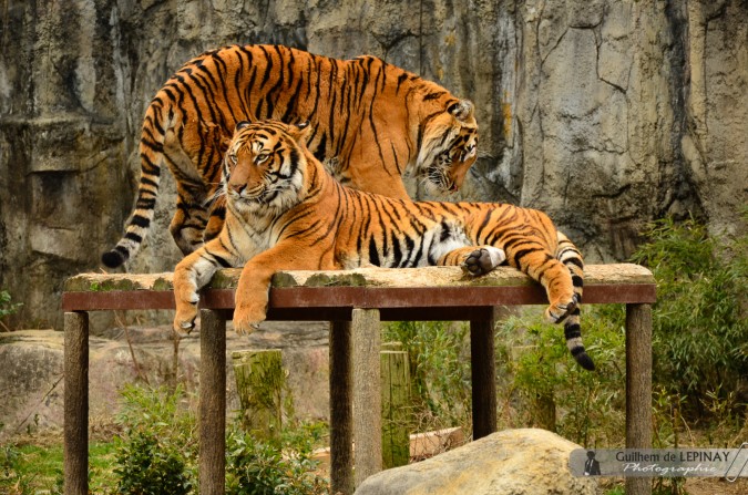 Tigres  - Zoo de Matsuyama - Japon - photos zoo Japon