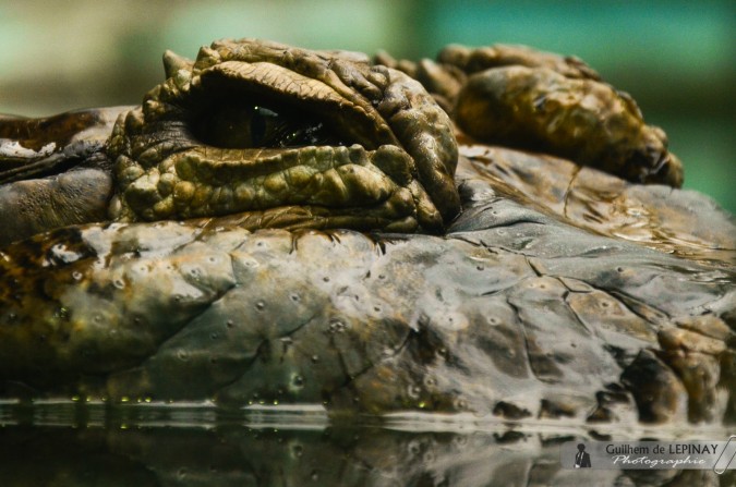 Crocodile - Zoo de Matsuyama - Japon - photos zoo Japon