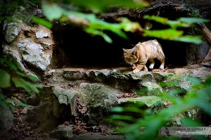 Chat tigre du zoo de Mulhouse