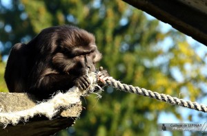 Macaque du zoo de Mulhouse