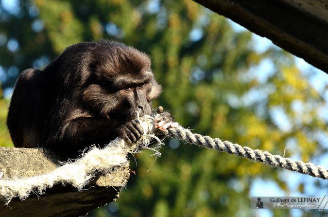 Macaque de Thonkèan du zoo de Mulhouse -photos zoo mulhouse