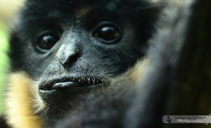 Gibbon mâle du zoo de Mulhouse