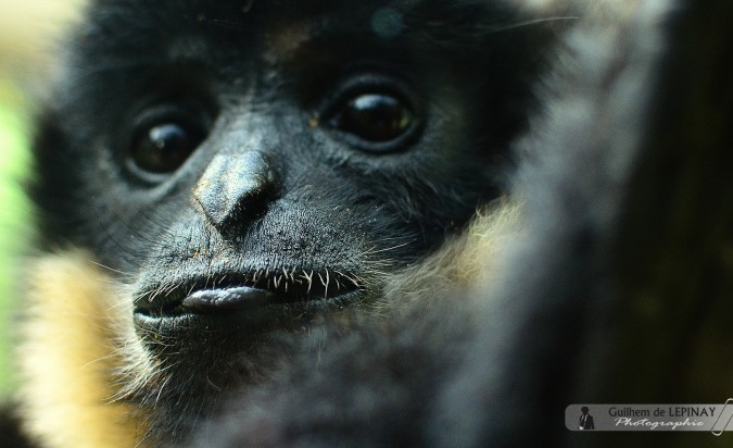 Gibbon à favoris  du zoo de Mulhouse - photos zoo mulhouse