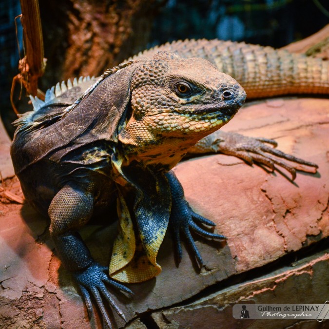 Gros Lézard - Jardin zoologique de Vienne - Autriche - photos zoo Vienne