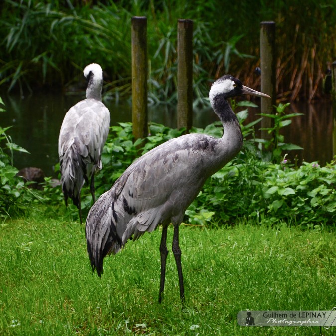   - Jardin zoologique de Vienne - Autriche