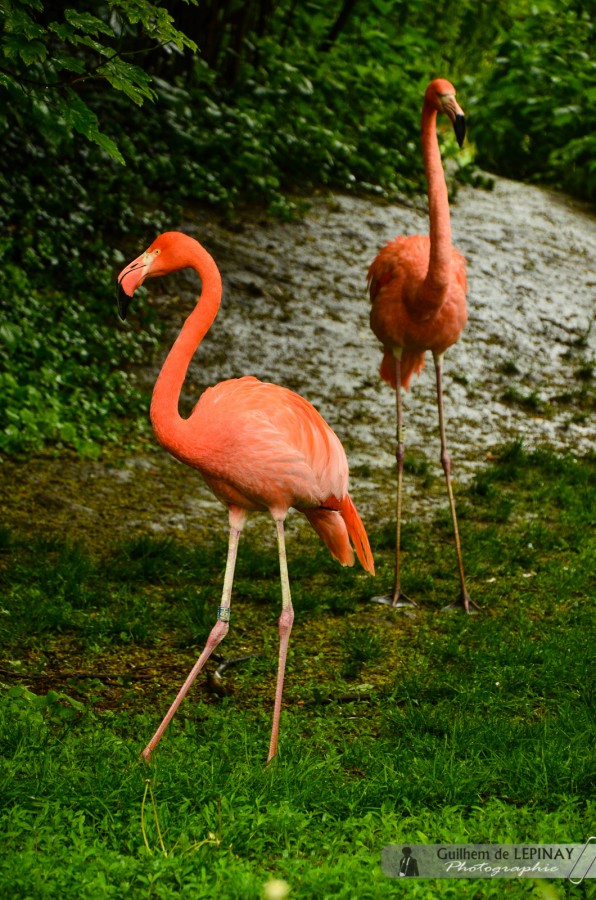 Flamand Rouge  - Jardin zoologique de Vienne - Autriche