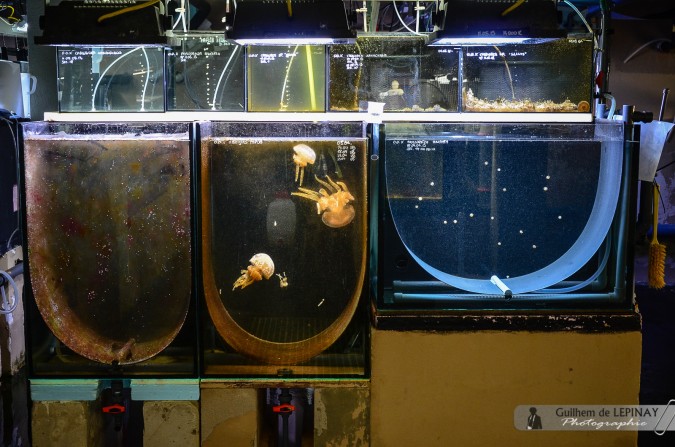 Elevage de méduses  - Jardin zoologique de Vienne - Autriche - photos zoo Vienne