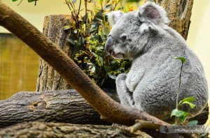 Koala - Jardin zoologique de Vienne - Autriche