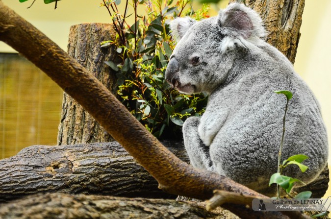 Koala  - Jardin zoologique de Vienne - Autriche - photos zoo Vienne