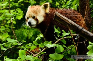 Panda roux - Jardin zoologique de Vienne - Autriche