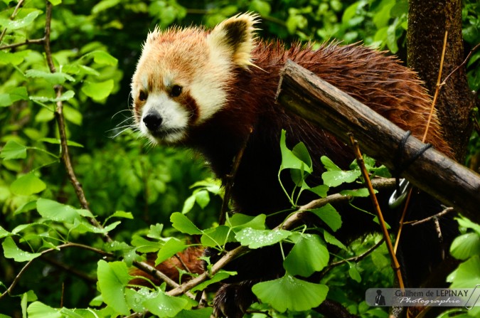 Panda roux  - Jardin zoologique de Vienne - Autriche - photos zoo Vienne