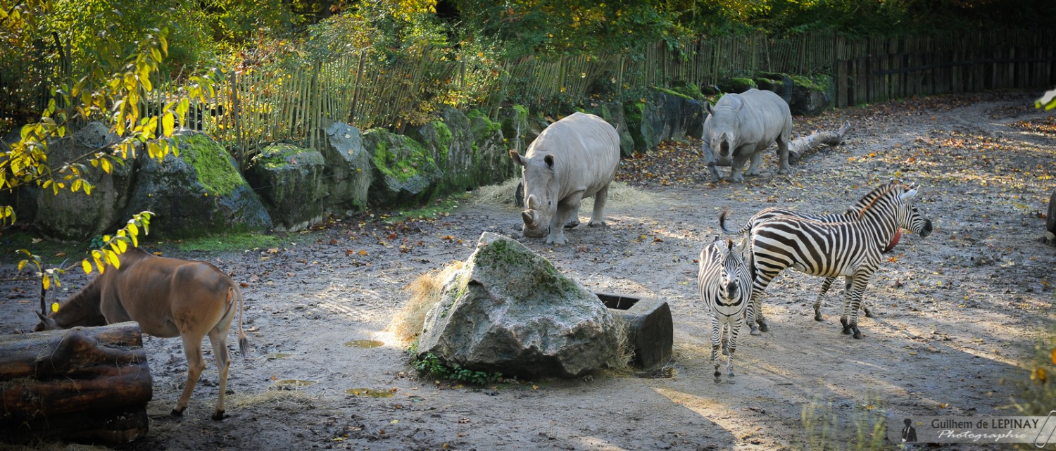 Photos zoo de Lille Guilhem de Lépinay Photographie