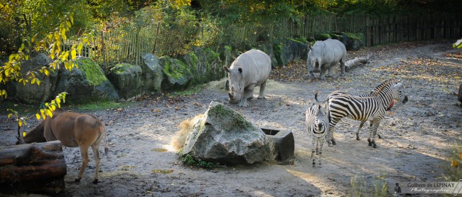 photos zoo de Lille