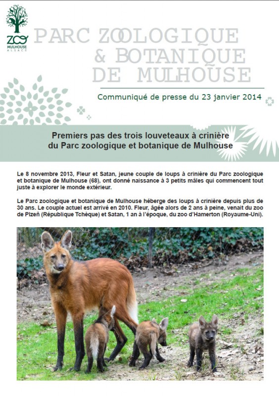Premiers Pas Des Trois Bebe Loups A Criniere Du Zoo De Mulhouse