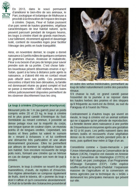 Premiers Pas Des Trois Bebe Loups A Criniere Du Zoo De Mulhouse