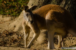 zoo de mulhouse photo - kangourou roux