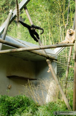 zoo de mulhouse photo - gibbon