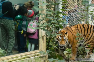 zoo de mulhouse photo - tigre
