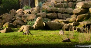 zoo de mulhouse photo - wallaby des rochers