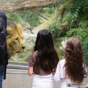 zoo de mulhouse photo - lion
