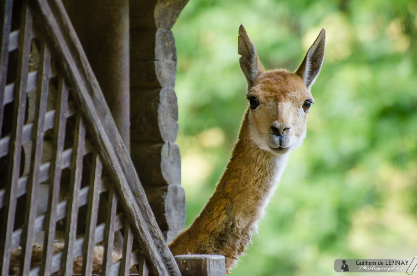 zoo de mulhouse photo - vigogne