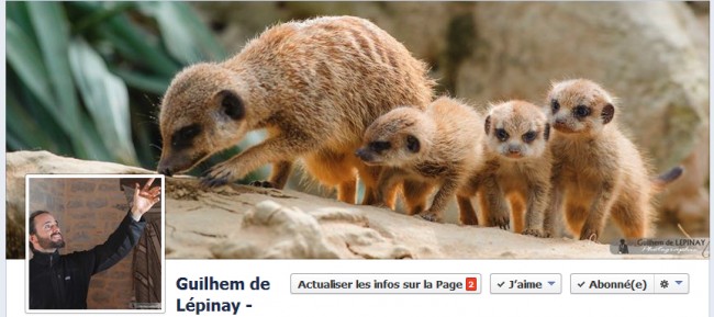 photos de bébés suricate