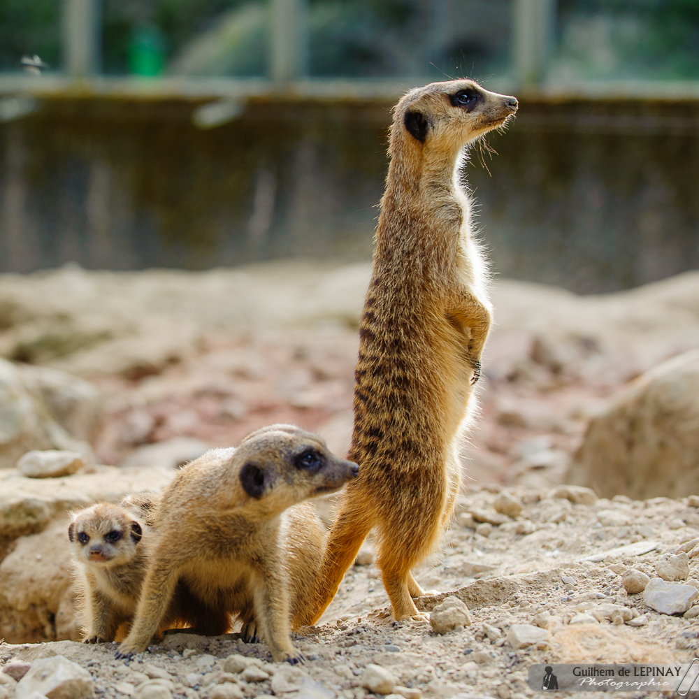 Photos de bébés suricate au zoo de Mulhouse - Photo Guilhem de Lépinay