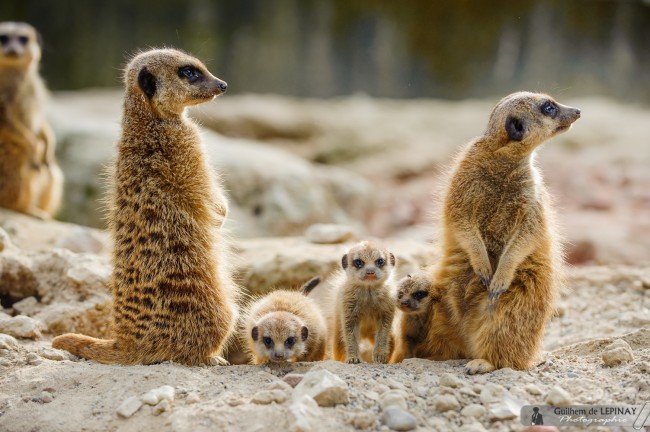bébé-suricate-Zoo-Mulhouse-photographe-Guilhem-de-Lepinay-13