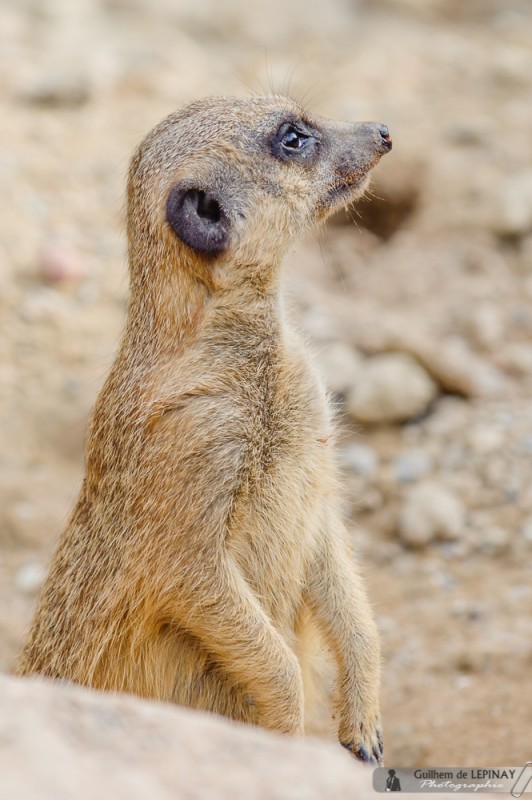 photos de bébés suricate