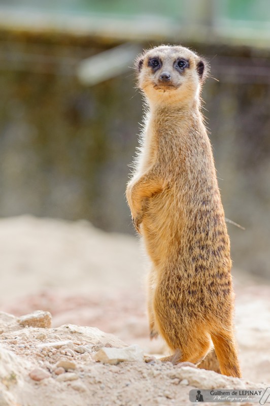 bébé-suricate-Zoo-Mulhouse-photographe-Guilhem-de-Lepinay-4