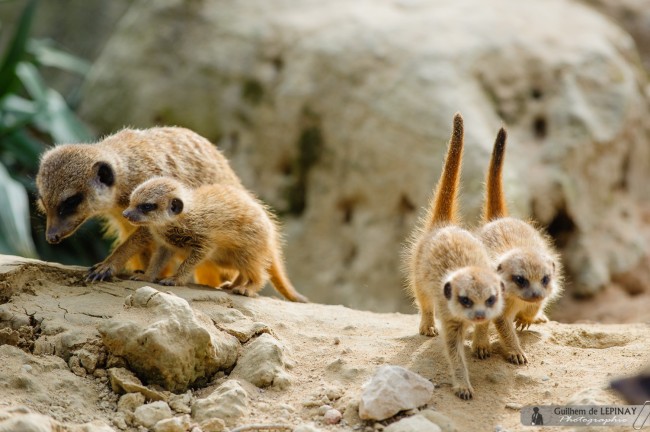bébé-suricate-Zoo-Mulhouse-photographe-Guilhem-de-Lepinay-9