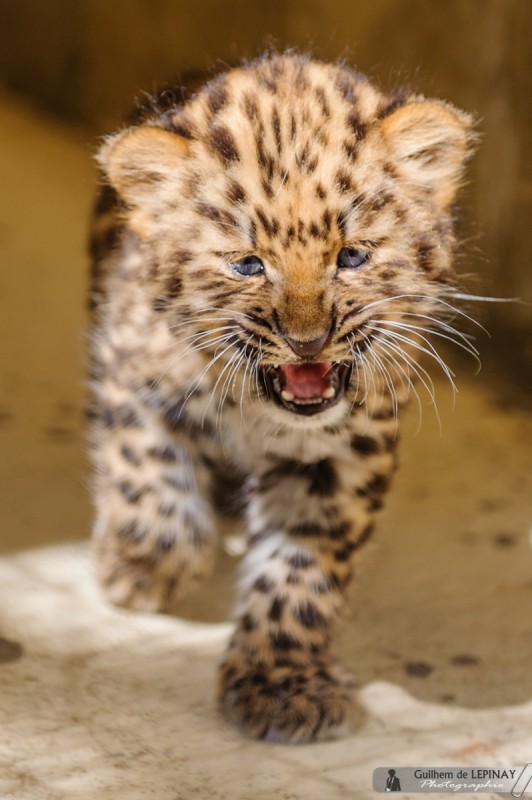 Naissance De Bebe Panthere De L Amour Du Zoo De Mulhouse