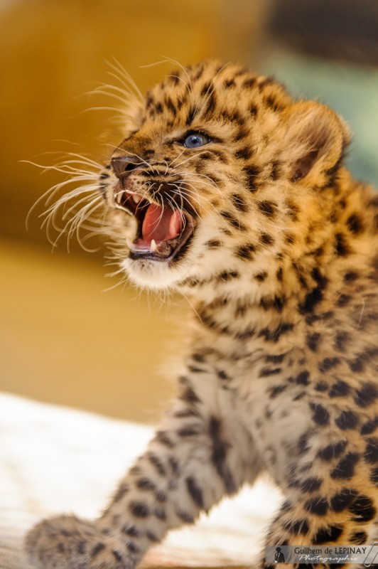 Naissance De Bebe Panthere De L Amour Du Zoo De Mulhouse