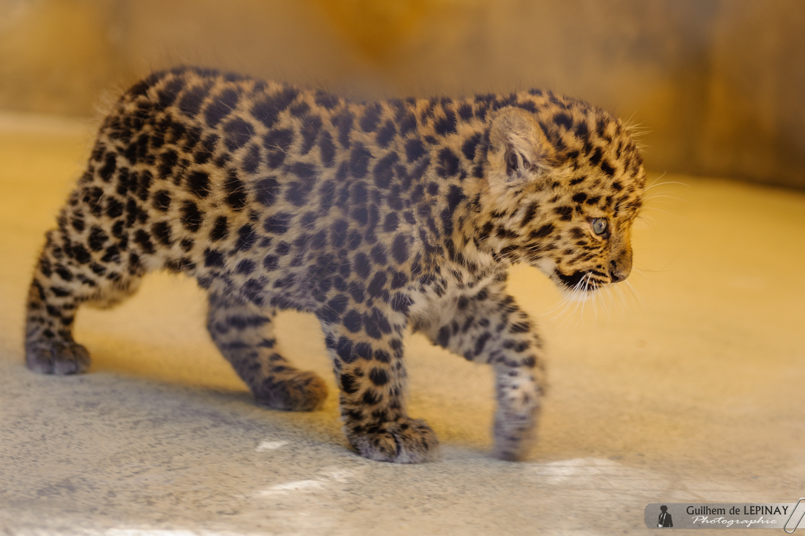 Naissance De Bebe Panthere De L Amour Du Zoo De Mulhouse