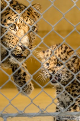 bébé panthère de l'amour du zoo de mulhouse