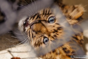 bébé panthère de l'amour du zoo de mulhouse